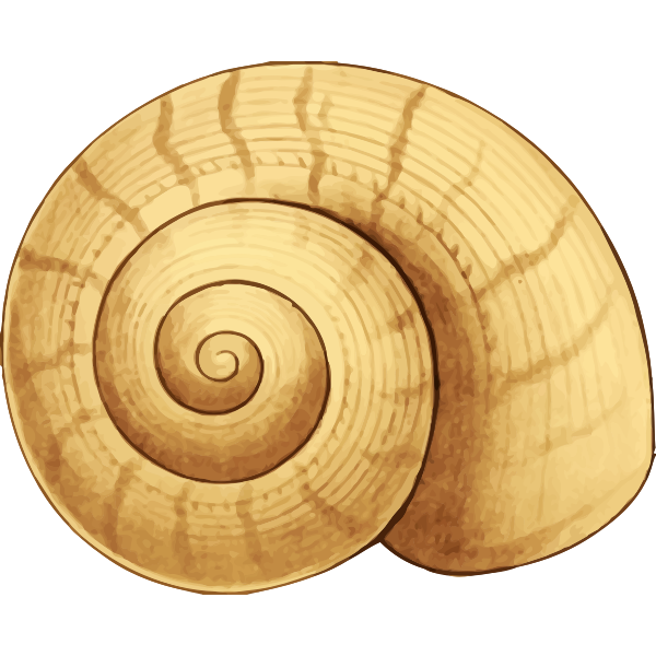 SVG Snail039s house