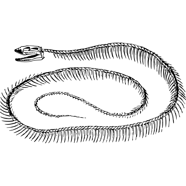 SVG Snake skeleton