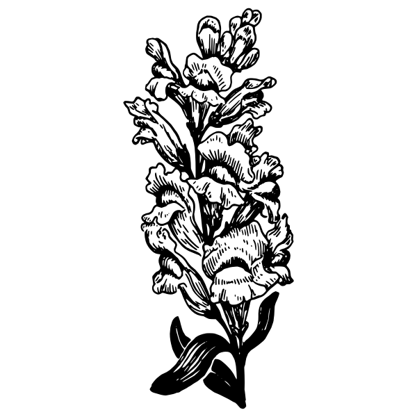 SVG Snapdragon vector illustration