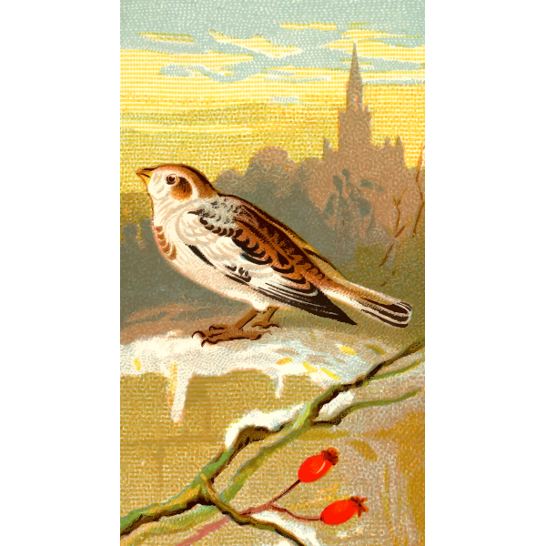 SVG Snow Bunting