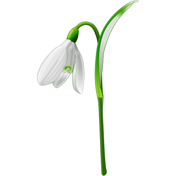 SVG Snowdrop Galanthus nivalis