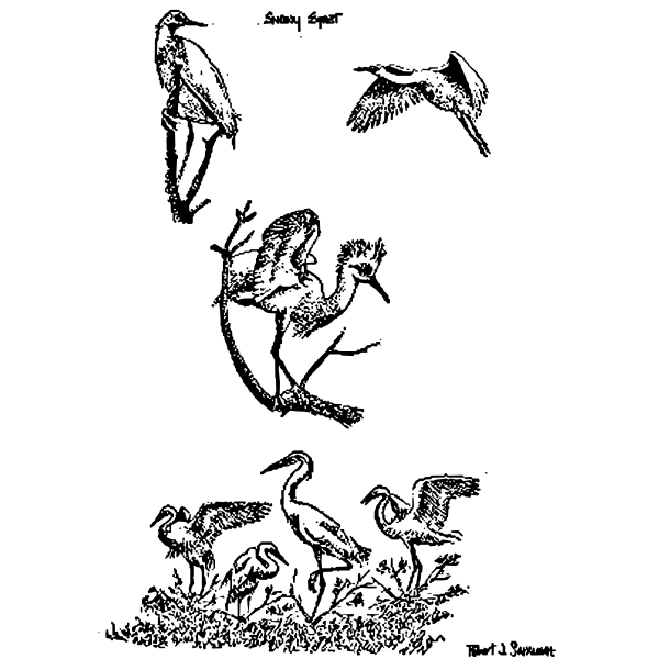 SVG Snowy egrets