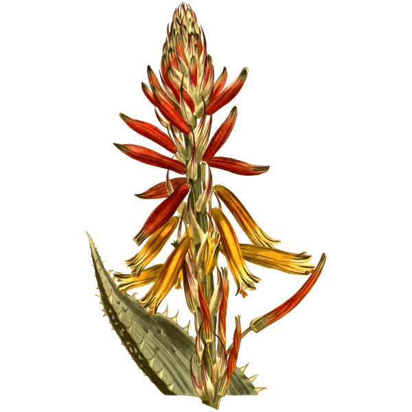 SVG Soft spined aloe