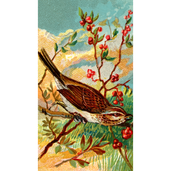 SVG Song bird