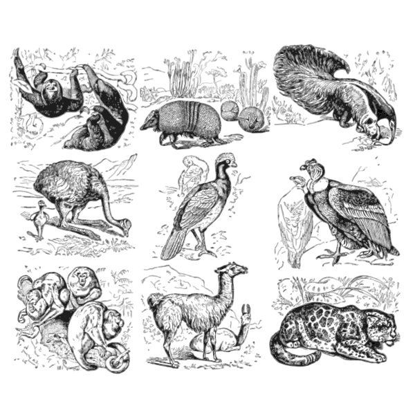 SVG South American animals
