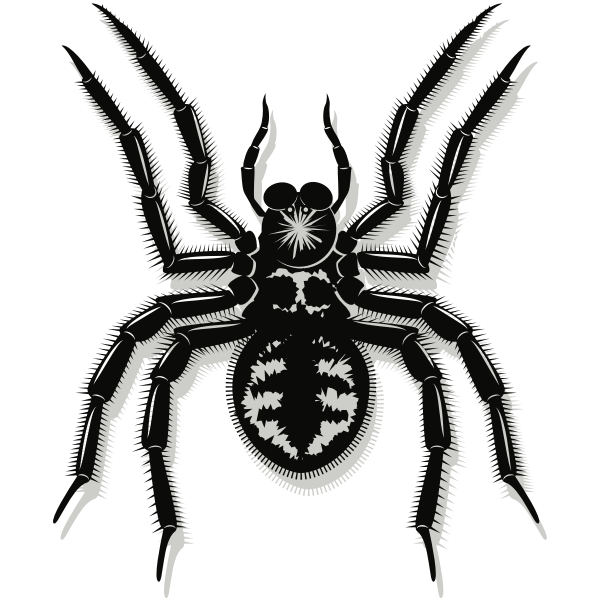SVG Spider-1574263737