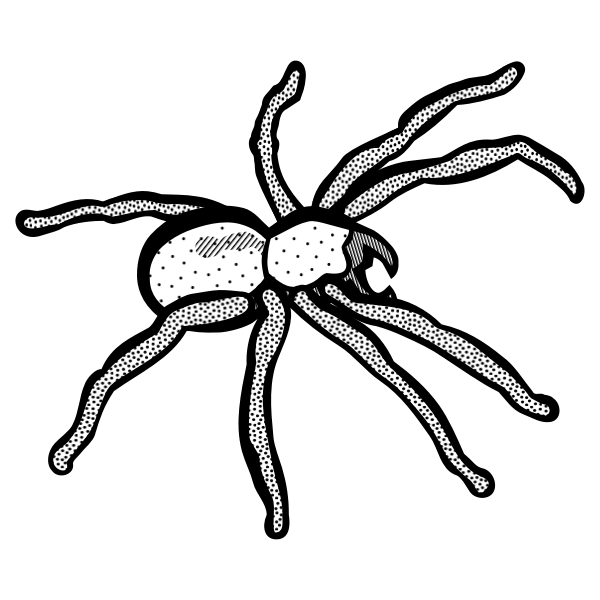 SVG Spider drawing