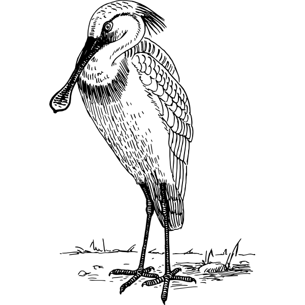 SVG Spoonbill bird