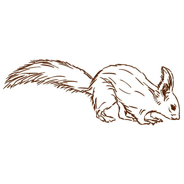 SVG Squirrel-1577296028