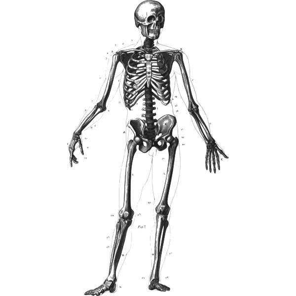 SVG Standing human skeleton vector image