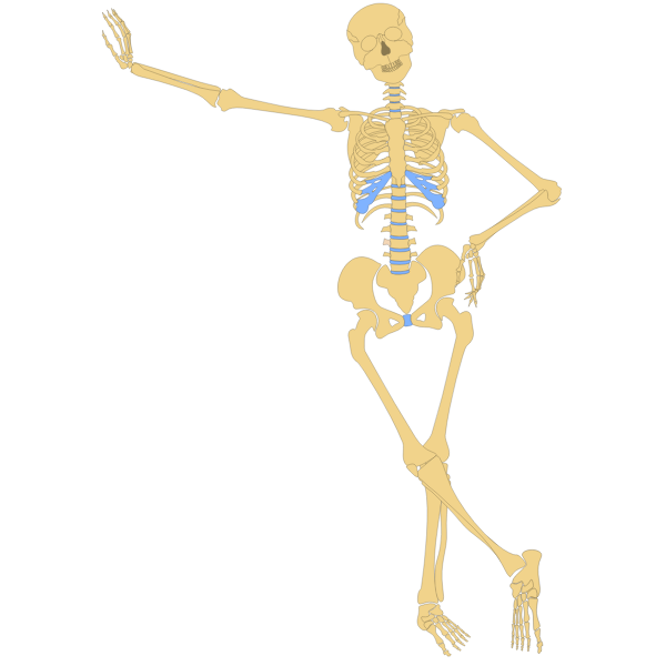 SVG Standing skeleton vector image