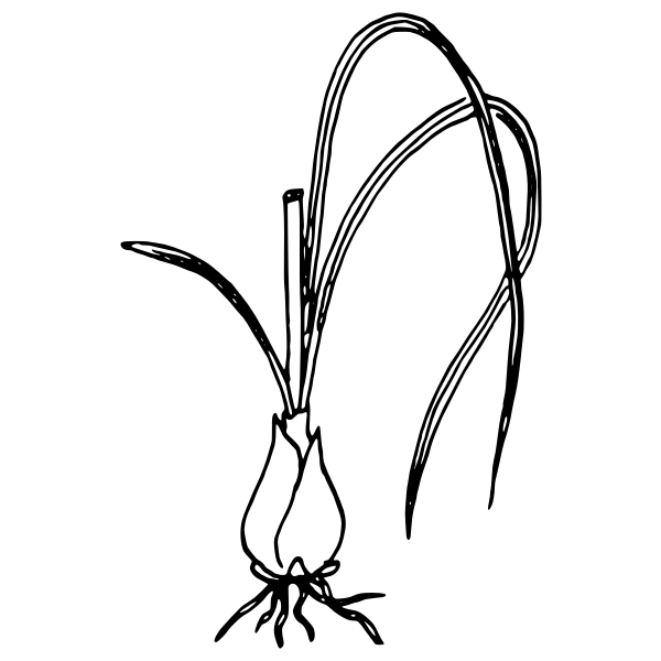 SVG Star of Bethlehem 3