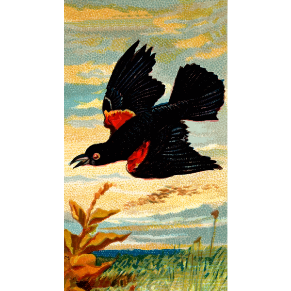 SVG Starling image