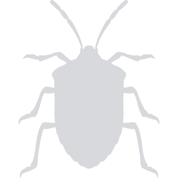 SVG Stinkbug