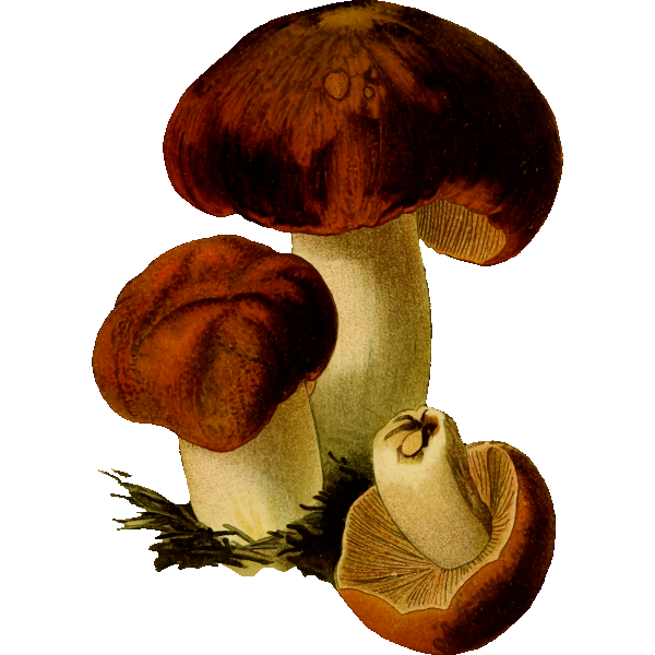 SVG Stinking russula