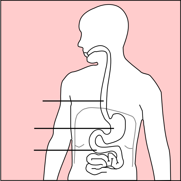 SVG Stomach With Chinese