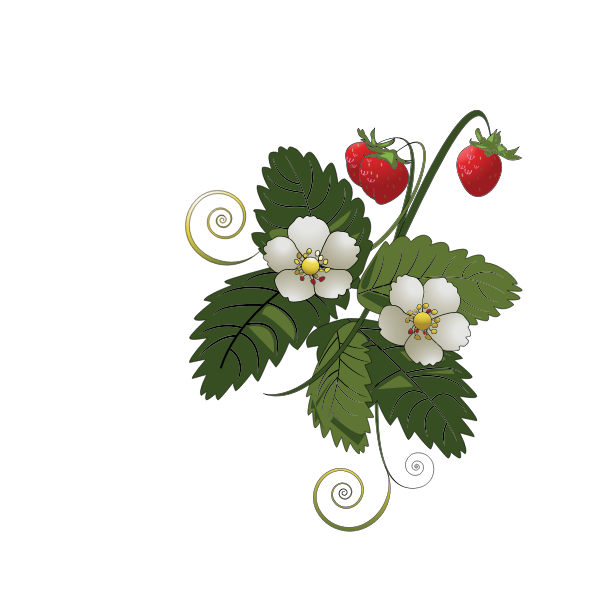 SVG Strawberry plant vector image