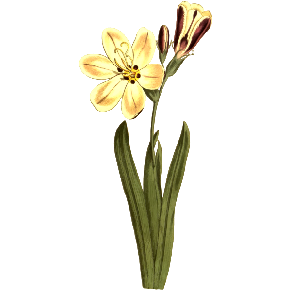 SVG Streaked flowered sparaxis