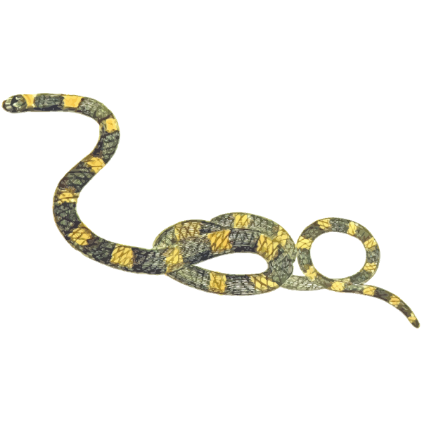 SVG Stripped snake