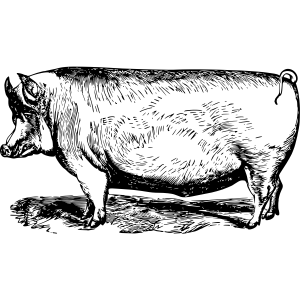 SVG Suffolk pig