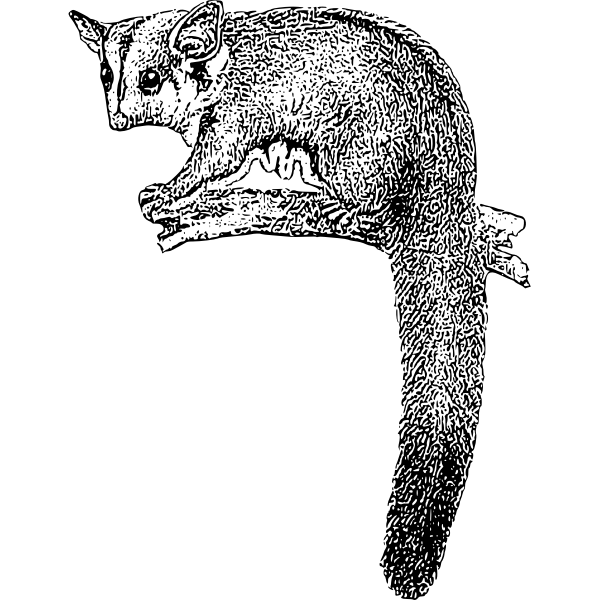SVG Sugar Glider 3