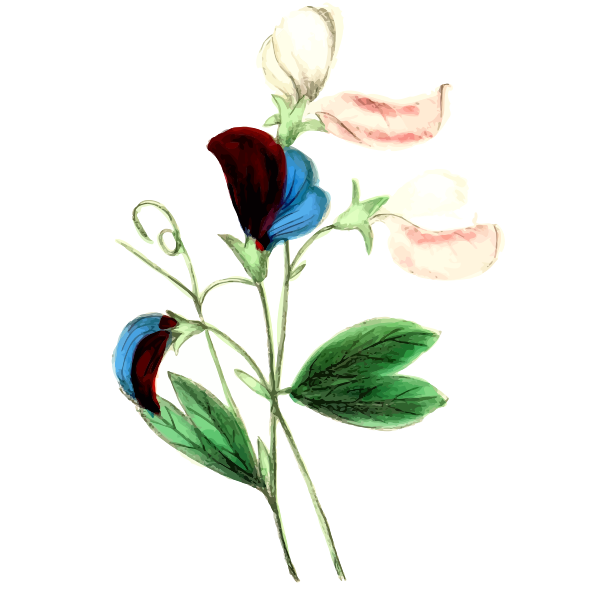 SVG Sweet pea