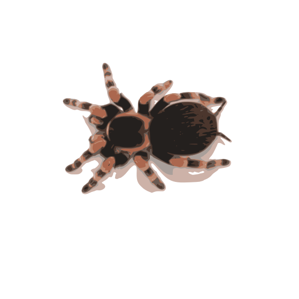 SVG tarantula