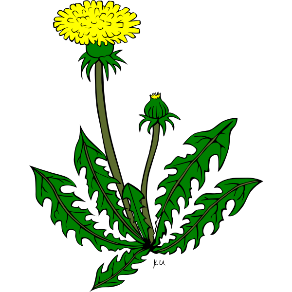 SVG Taraxacum officinale vector