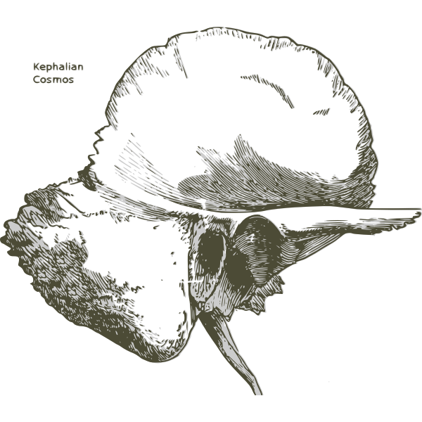 SVG Temporal bone
