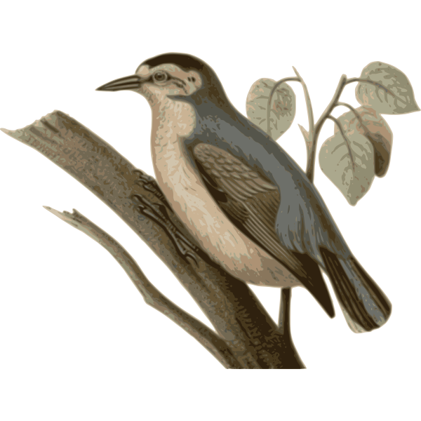 SVG The Chinese nuthatch