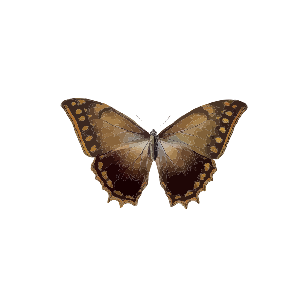 SVG Theseus morpho