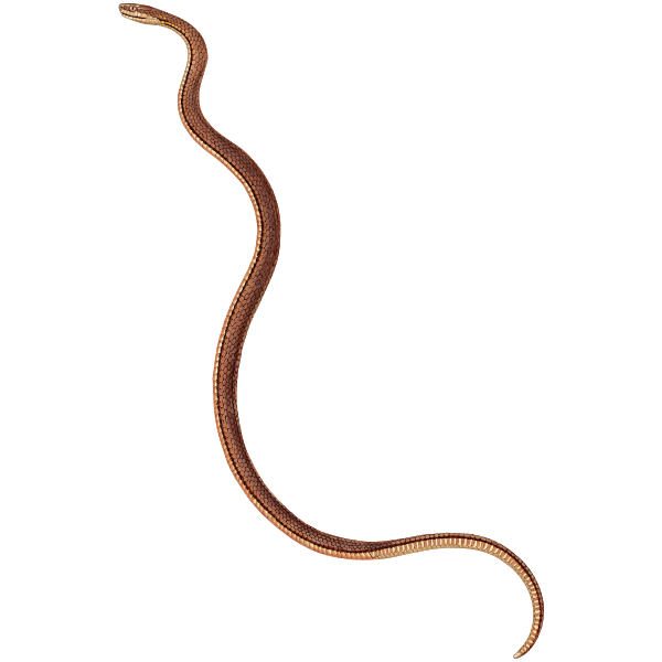 SVG Thin brown snake