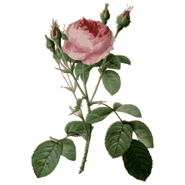 SVG Thorny roses and rosebuds