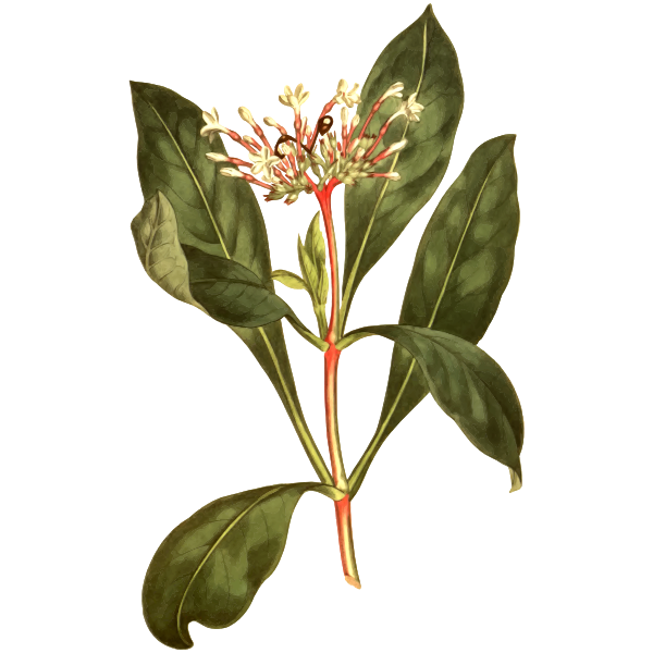 SVG Three leaved ophioxium