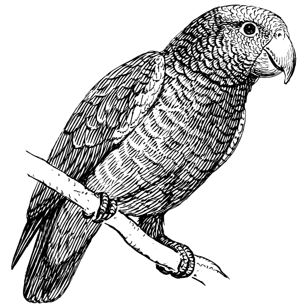 SVG Tiger parrot