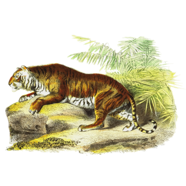 SVG Tiger vector image