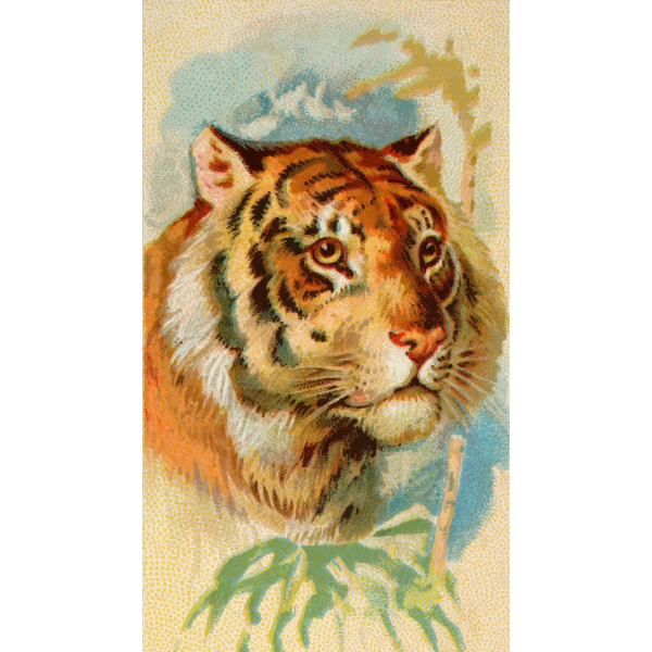 SVG Tiger039s head image