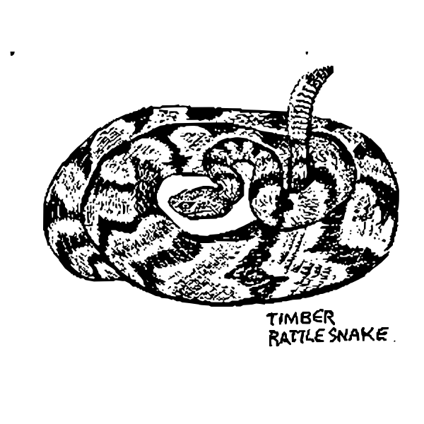 SVG Timber rattle snake