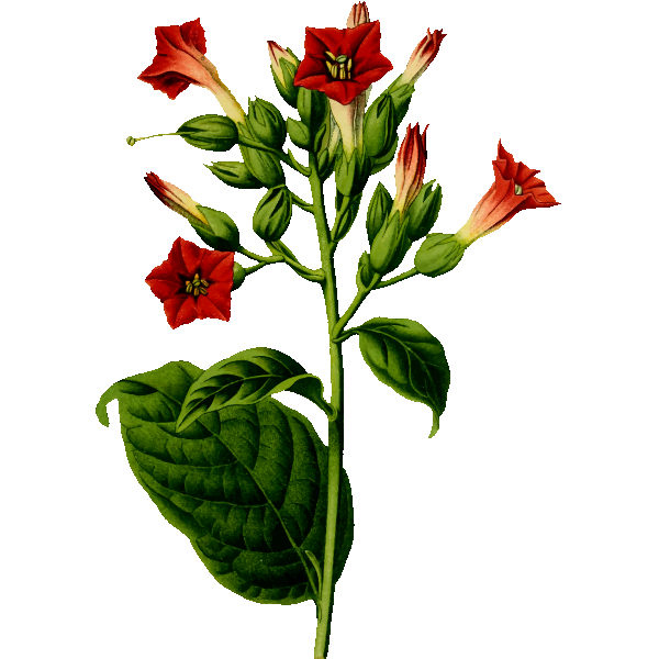 SVG Tobacco plant