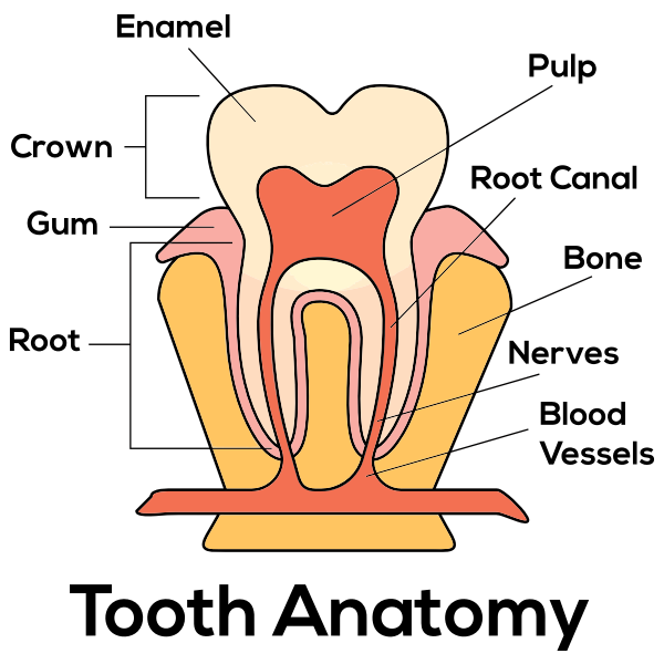 SVG Tooth Anatomy By Paul Brennan