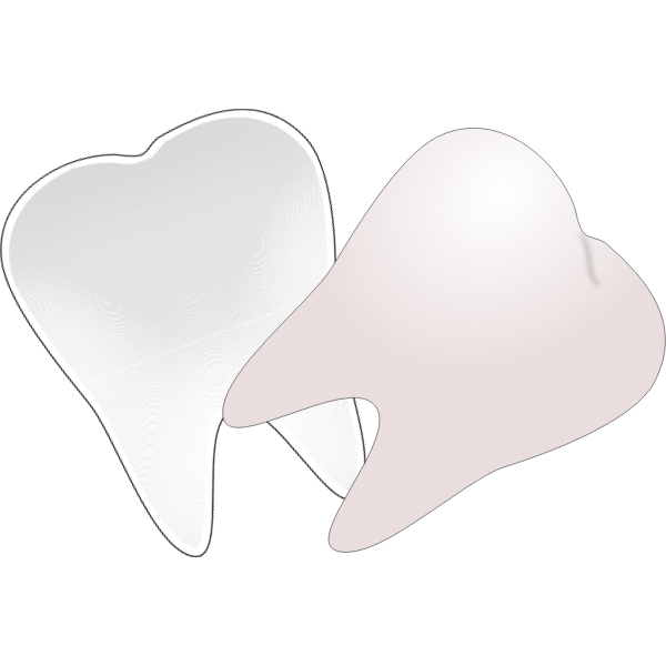 SVG Tooth cut in half vector drawing
