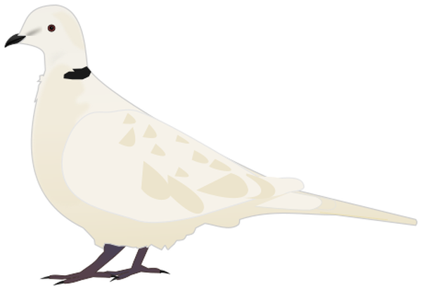 SVG Tourterelle
