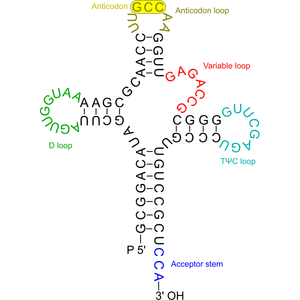 SVG Transfer RNA 2