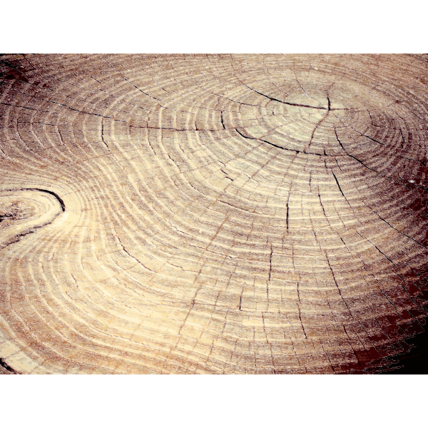 SVG Tree Stump Cracks 2015051316