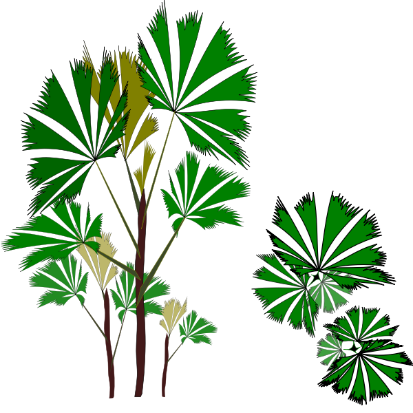 SVG Tropical evergreen tree
