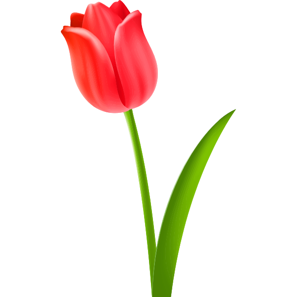 SVG Tulip 5