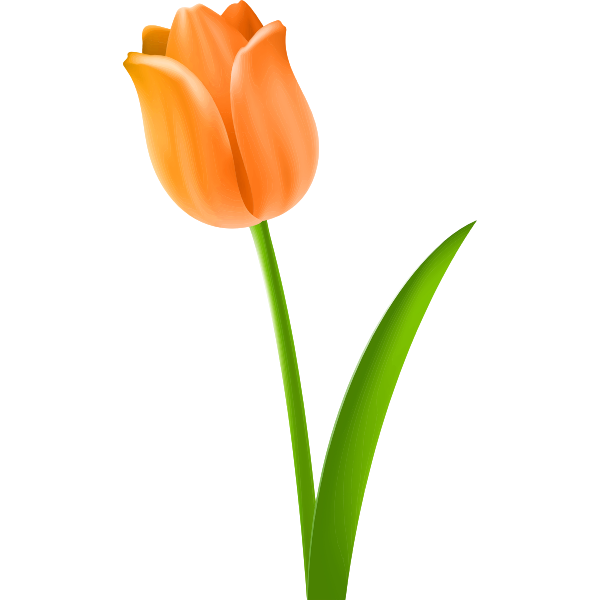 SVG Tulip Colour orange