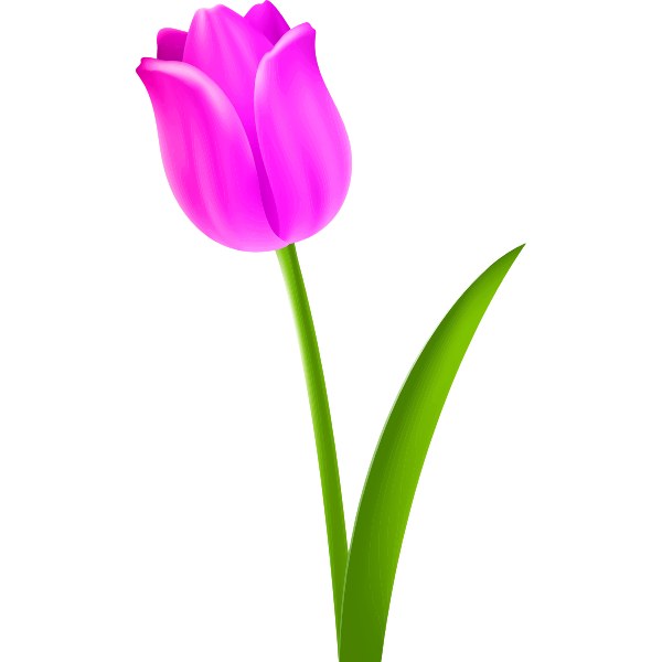 SVG Tulip Colour pink