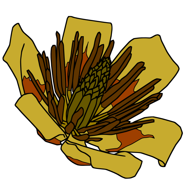 SVG Tulip tree flower