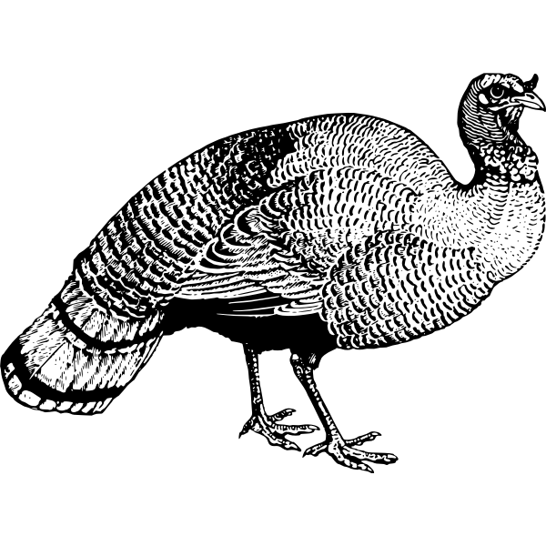 SVG Turkey illustration